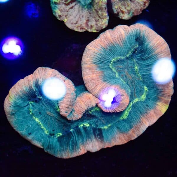 WYSIWYG Rainbow Blue Trachyphyllia