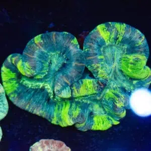 WYSIWYG Toxic Green Trachyphyllia