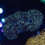 WYSIWYG Large Bi-Colour Walling Frogspawn