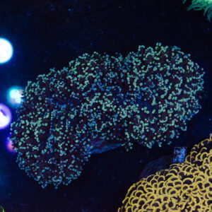 WYSIWYG Large Bi-Colour Walling Frogspawn