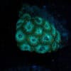 Teal Micromussa Frag