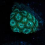 Teal Micromussa Frag