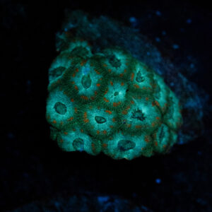 Teal Micromussa Frag