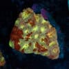 Golden Blood Favia Frag