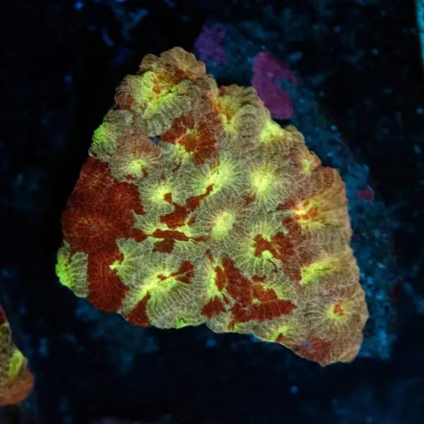 Golden Blood Favia Frag