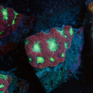 Red & Green Favia Frag