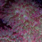 Aussie Pink Tip Anemone