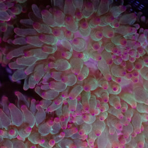 Aussie Pink Tip Anemone