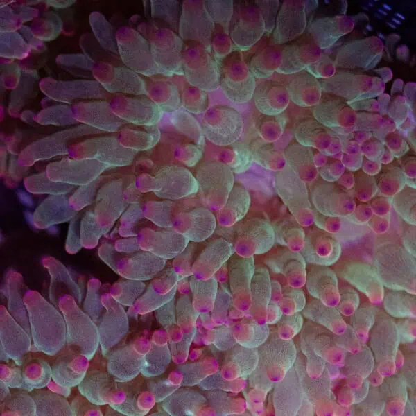 Aussie Pink Tip Anemone