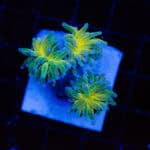 WYSIWYG Ultra Reverse Tiger Torch