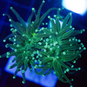 WYSIWYG Indo Green Torch