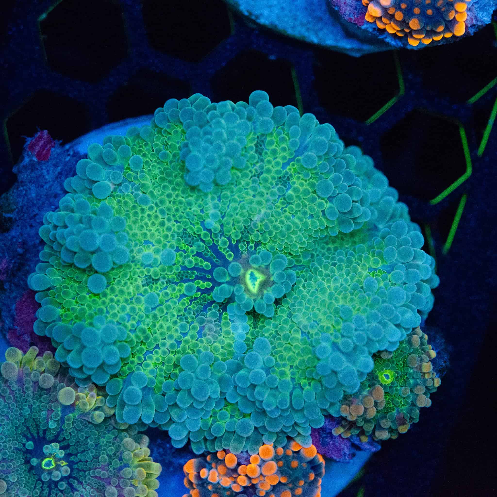 WYSIWYG Emerald Yuma Colony - Image 2