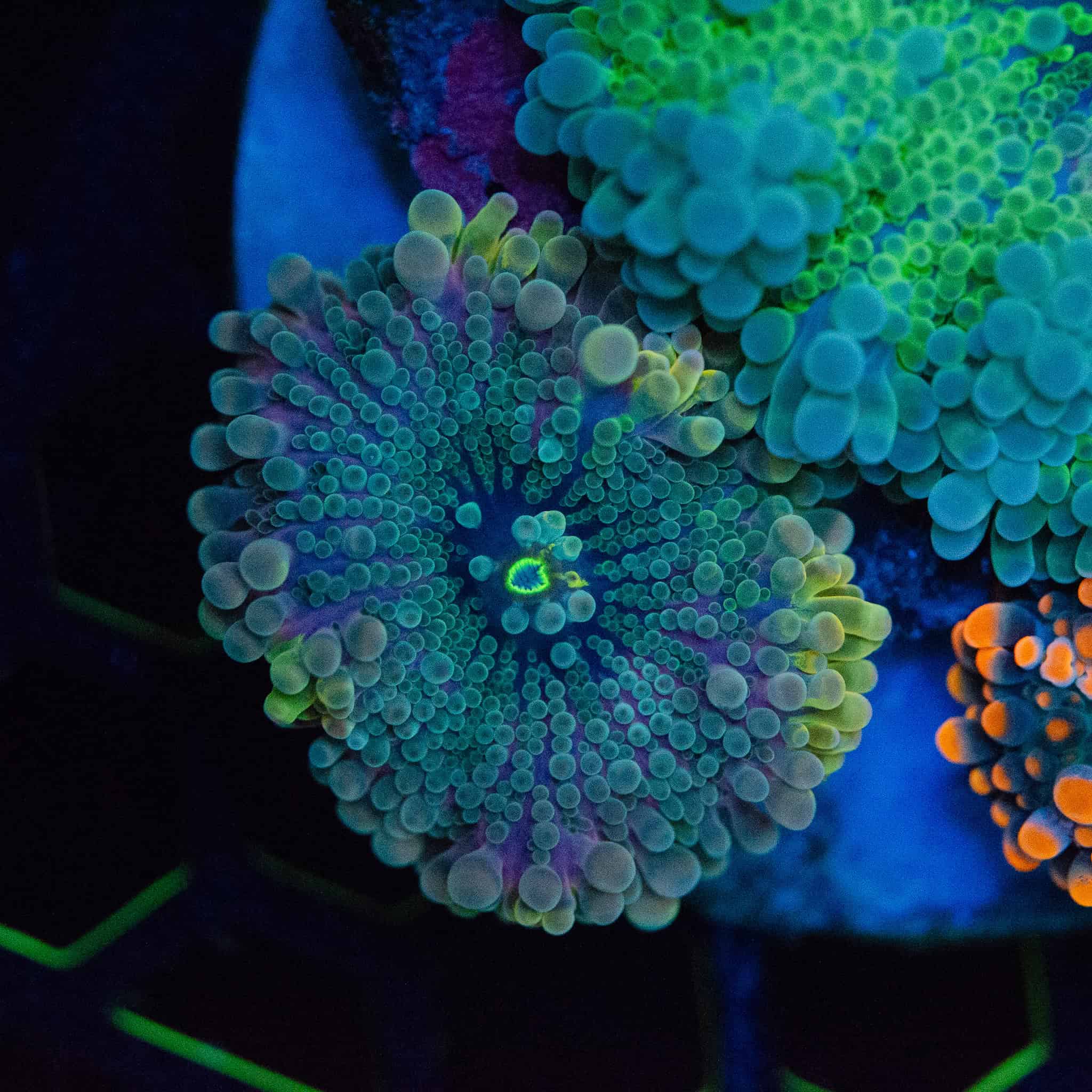 WYSIWYG Emerald Yuma Colony - Image 3