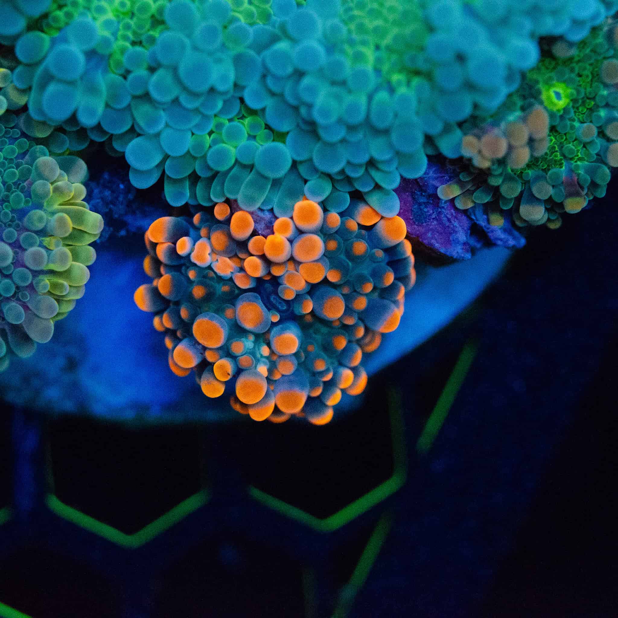 WYSIWYG Emerald Yuma Colony - Image 4