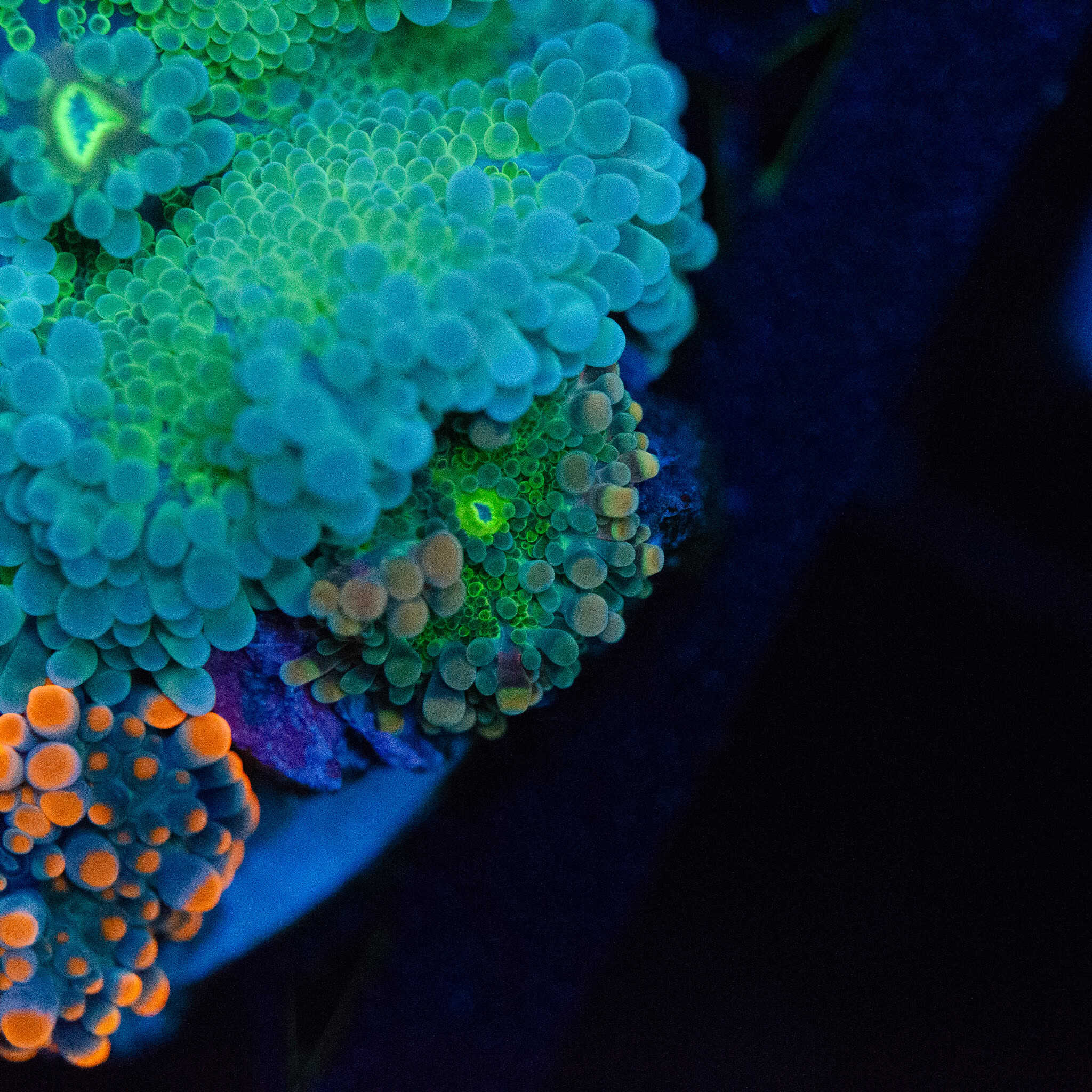 WYSIWYG Emerald Yuma Colony - Image 5