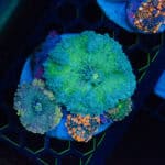 WYSIWYG Emerald Yuma Colony