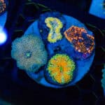 WYSIWYG Tango Yuma Colony