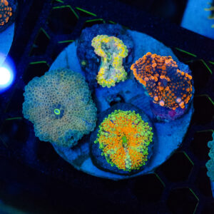 WYSIWYG Tango Yuma Colony