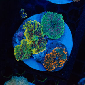 WYSIWYG Citron Yuma Colony