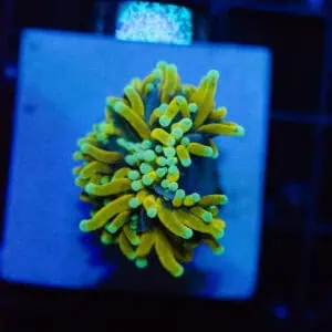 WYSIWYG Sun God Cristata