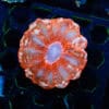 WYSIWYG Red Cynarina