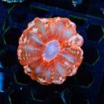 WYSIWYG Red Cynarina