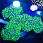 WYSIWYG Walling Hologram Hammer