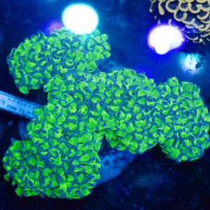 WYSIWYG Walling Hologram Hammer