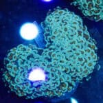 WYSIWYG Holy Grail Walling Hammer