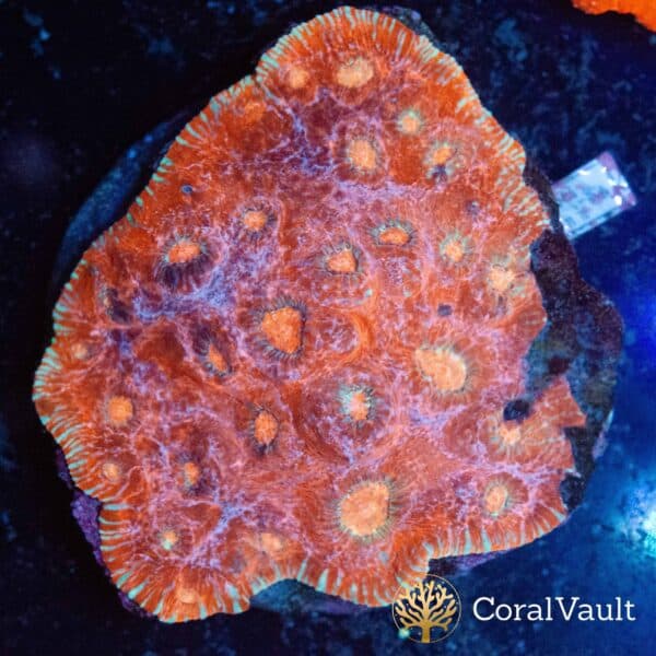 Light Red Chalice Colony
