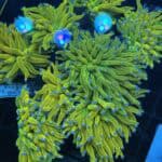 WYSIWYG True Holy Grail Colony