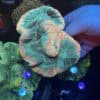 WYSIWYG Rainbow Blue Trachyphyllia