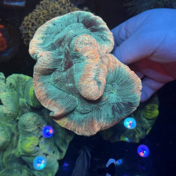 WYSIWYG Rainbow Blue Trachyphyllia