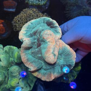 WYSIWYG Rainbow Blue Trachyphyllia