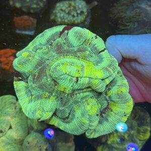 WYSIWYG Green Trachyphyllia