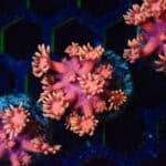 Golden Inferno Goniopora Frag