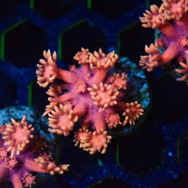 DSC_0004 Golden Inferno Goniopora Frag