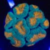 WYSIWYG Blue and Orange Lobophyllia