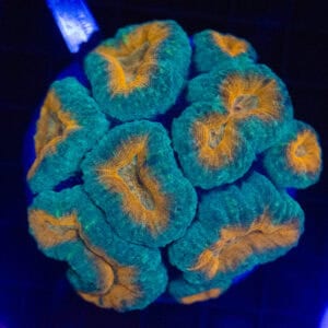 WYSIWYG Blue and Orange Lobophyllia