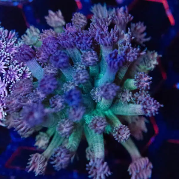 DSC_0016-2 Rainbow Goniopora Frag
