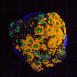 WYSIWYG Ultra Rainbow Acan Echinata