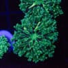 Green Striped Frogspawn
