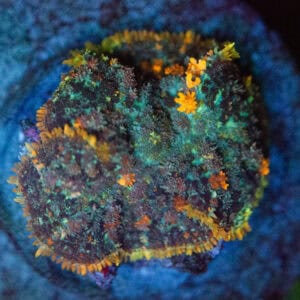 WYSIWYG WWC Megatron Bounce Rhodactis