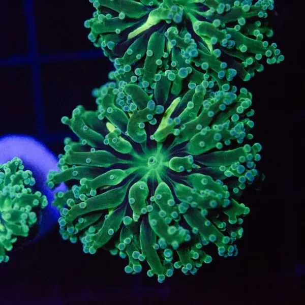 DSC_0028 Green Striped Frogspawn