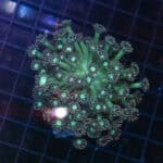 Green and Purple Goniopora XL Colony
