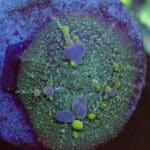 WYSIWYG Iridescent Bounce Mushroom