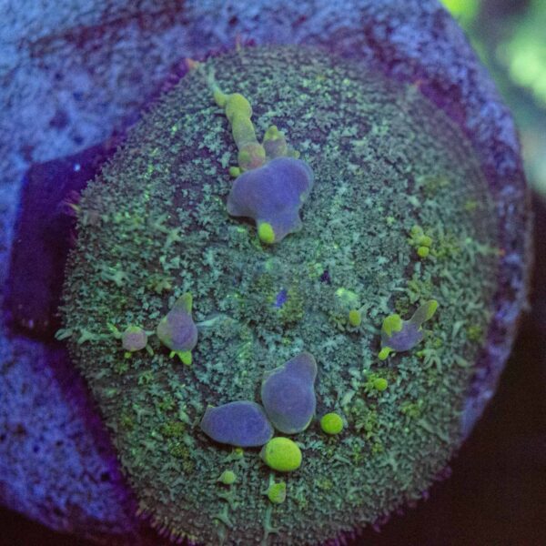 WYSIWYG Iridescent Bounce Mushroom