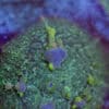 WYSIWYG Iridescent Bounce Mushroom