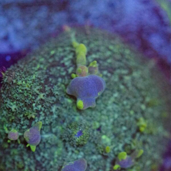WYSIWYG Iridescent Bounce Mushroom