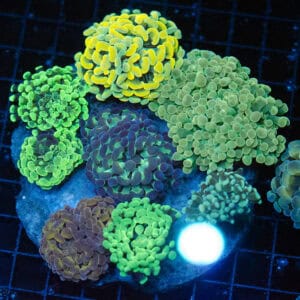 WYSIWYG XL Hammer Garden